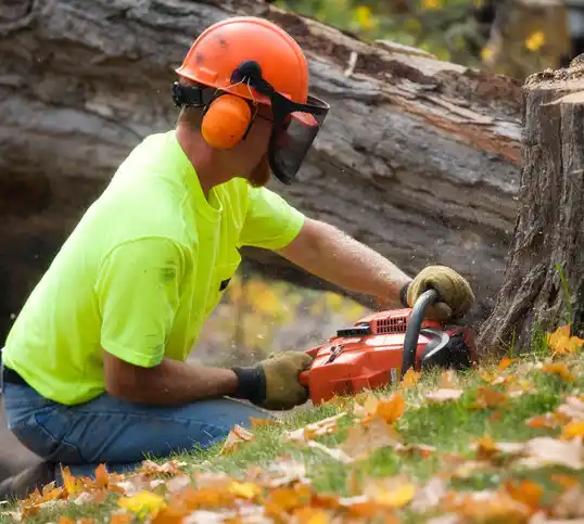 tree services Blasdell